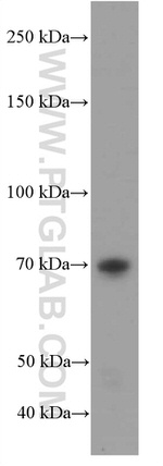 RAF1 Antibody in Western Blot (WB)