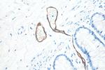 MAdCAM1 Antibody in Immunohistochemistry (Paraffin) (IHC (P))