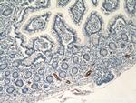 MAdCAM1 Antibody in Immunohistochemistry (Paraffin) (IHC (P))