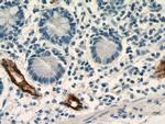 MAdCAM1 Antibody in Immunohistochemistry (Paraffin) (IHC (P))