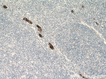 MAdCAM1 Antibody in Immunohistochemistry (Paraffin) (IHC (P))