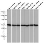 ATPB Antibody in Western Blot (WB)