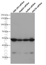 NXN Antibody in Western Blot (WB)