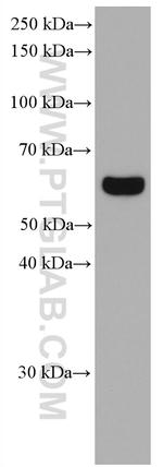 P4HA2 Antibody in Western Blot (WB)