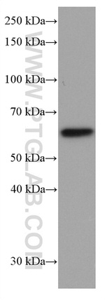 FYN Antibody in Western Blot (WB)