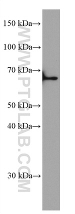 KU70/XRCC6 Antibody in Western Blot (WB)