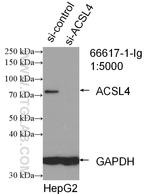 ACSL4 Antibody in Western Blot (WB)