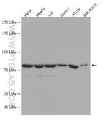 ACSL4 Antibody in Western Blot (WB)