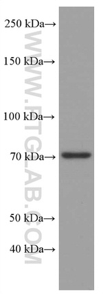 ACSL4 Antibody in Western Blot (WB)