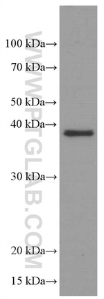 SPI1 Antibody in Western Blot (WB)