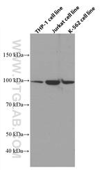 ADAM10 Antibody in Western Blot (WB)