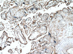 ADAM10 Antibody in Immunohistochemistry (Paraffin) (IHC (P))