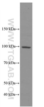 ADAM10 Antibody in Western Blot (WB)