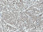 XRCC4 Antibody in Immunohistochemistry (Paraffin) (IHC (P))