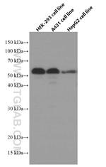 XRCC4 Antibody in Western Blot (WB)