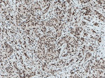 XRCC4 Antibody in Immunohistochemistry (Paraffin) (IHC (P))