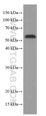 XRCC4 Antibody in Western Blot (WB)