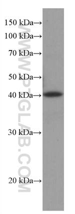 RABEPK/p40 Antibody in Western Blot (WB)