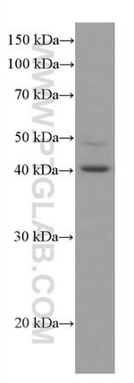 RABEPK/p40 Antibody in Western Blot (WB)