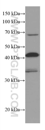 RABEPK/p40 Antibody in Western Blot (WB)