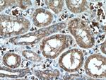 CHST4 Antibody in Immunohistochemistry (Paraffin) (IHC (P))