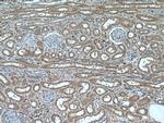 CHST4 Antibody in Immunohistochemistry (Paraffin) (IHC (P))