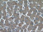 CHST4 Antibody in Immunohistochemistry (Paraffin) (IHC (P))