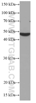 CHST4 Antibody in Western Blot (WB)