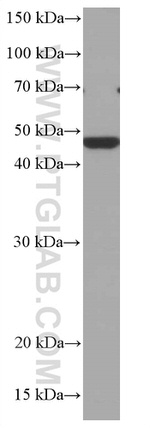 CHST4 Antibody in Western Blot (WB)