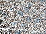 GSTA1 Antibody in Immunohistochemistry (Paraffin) (IHC (P))