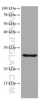 GSTA1 Antibody in Western Blot (WB)