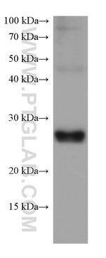 GSTA1 Antibody in Western Blot (WB)