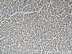 GSTA1 Antibody in Immunohistochemistry (Paraffin) (IHC (P))