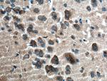 RIC8A Antibody in Immunohistochemistry (Paraffin) (IHC (P))