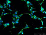 FAF2 Antibody in Immunocytochemistry (ICC/IF)