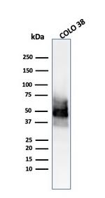 SOX10 (Melanoma Marker) Antibody in Western Blot (WB)