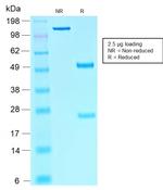 SOX10 Antibody in SDS-PAGE (SDS-PAGE)