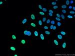 KAP1 Antibody in Immunocytochemistry (ICC/IF)