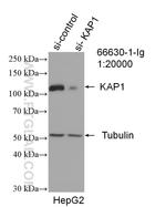 KAP1 Antibody in Western Blot (WB)