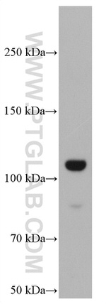 GRIK2 Antibody in Western Blot (WB)