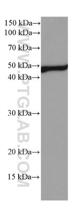 NEK2 Antibody in Western Blot (WB)