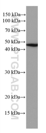 NEK2 Antibody in Western Blot (WB)