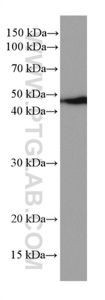 NEK2 Antibody in Western Blot (WB)