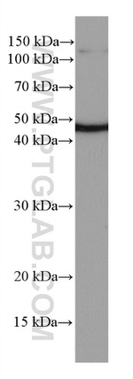 NEK2 Antibody in Western Blot (WB)