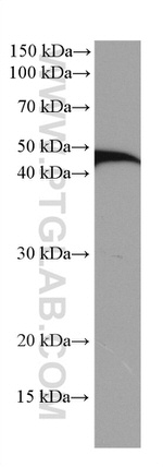 NEK2 Antibody in Western Blot (WB)