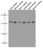 ROCK2 Antibody in Western Blot (WB)