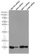 FIS1 Antibody in Western Blot (WB)