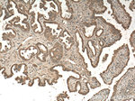 FIS1 Antibody in Immunohistochemistry (Paraffin) (IHC (P))