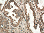 FIS1 Antibody in Immunohistochemistry (Paraffin) (IHC (P))