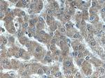 ANGPTL8 Antibody in Immunohistochemistry (Paraffin) (IHC (P))